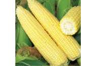 Хаммер F1 - кукуруза сахарная, (Lark Seeds) фото, цена
